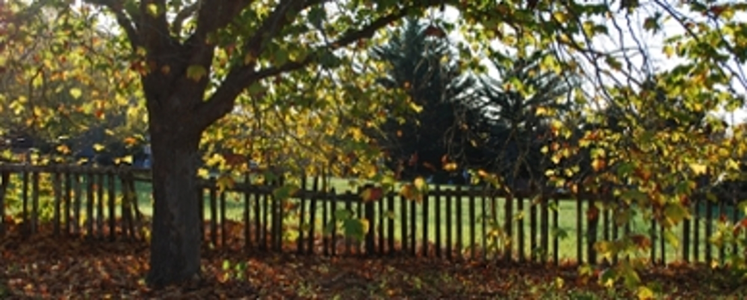 A wide photograph of a tree and its surroundings. The tree has browning leaves, many of which have fallen onto the ground. Behind the tree is a wooden fence and past the fence is a green lawn.